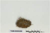 藏品(灰苔科)的圖片